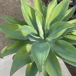 Fox Tail Agave