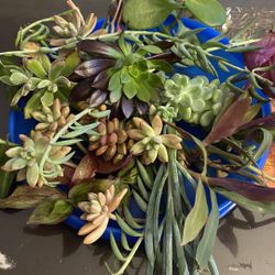 Succulents 