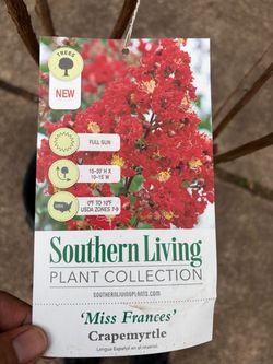 Miss Frances Crape Myrtle tree