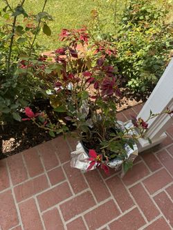 Free Poinsettias 