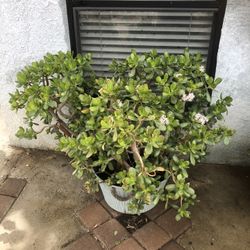 Huge Jade Succulent Plant