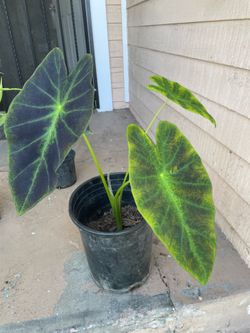 Blue and green Elephant Ear Plant