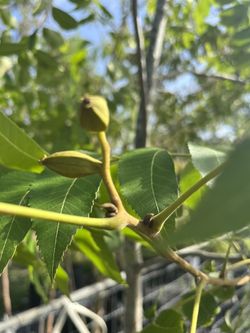 Pecan Tree. Arbol De Nogal.