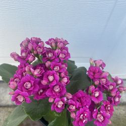 Calanchoe Blooming Double Flowers Outdoor Plant, In 4 Inch Pot Pick Up Only