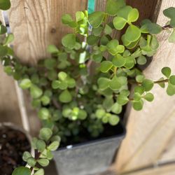 Elephant Bush Succulent 