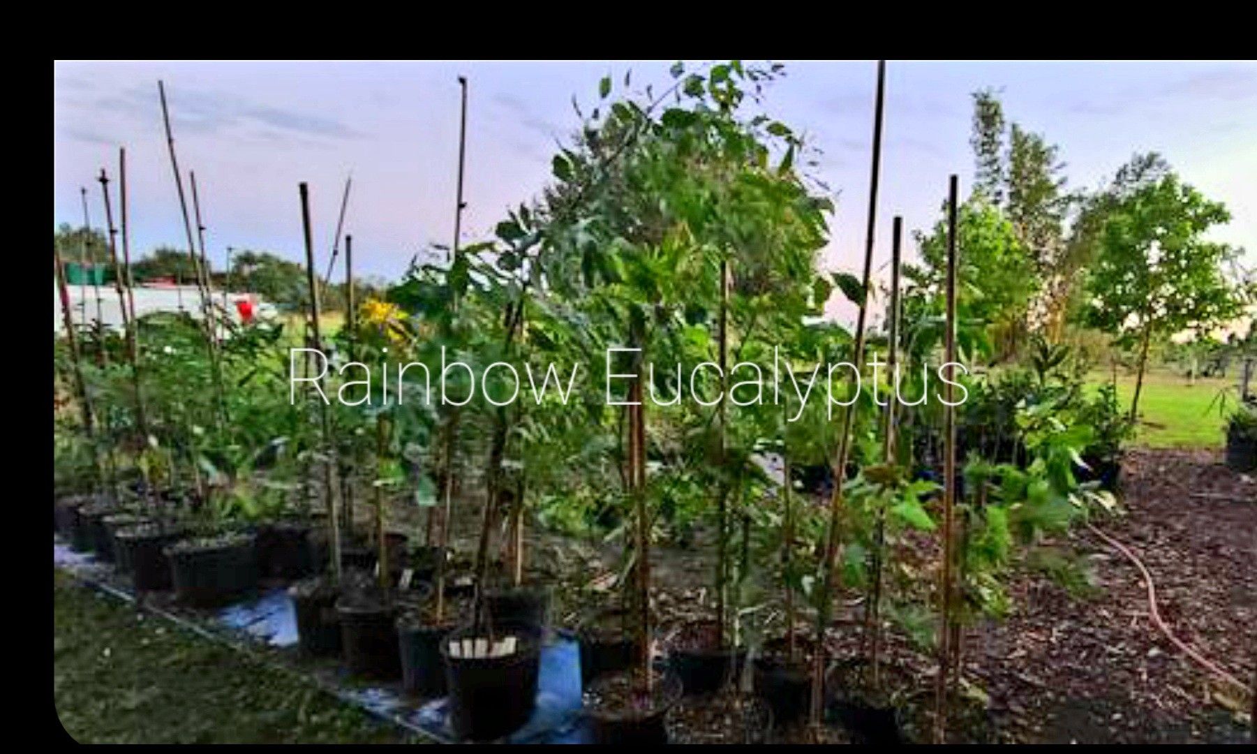 6 feet tall rainbow eucalyptus trees