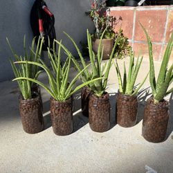 Glass Centerpiece Plants