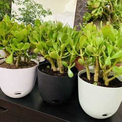 🪴Lucky Jade Or Gud Luck Plant🙏PLS READ DESCRIPTION 