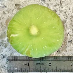 Potted Fig Fruit Tree Live Plants