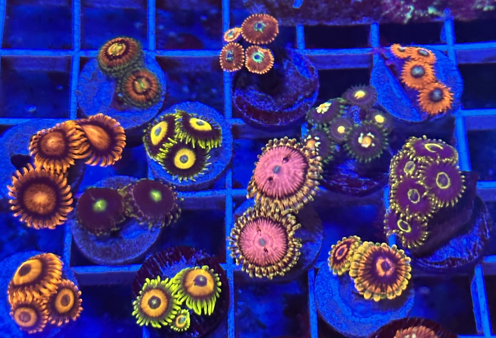 Fake Zoa Corals