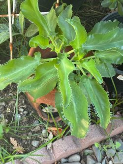 Kalanchoe
