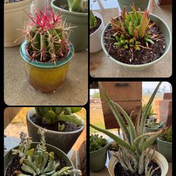 Aloe Vera Cacti 