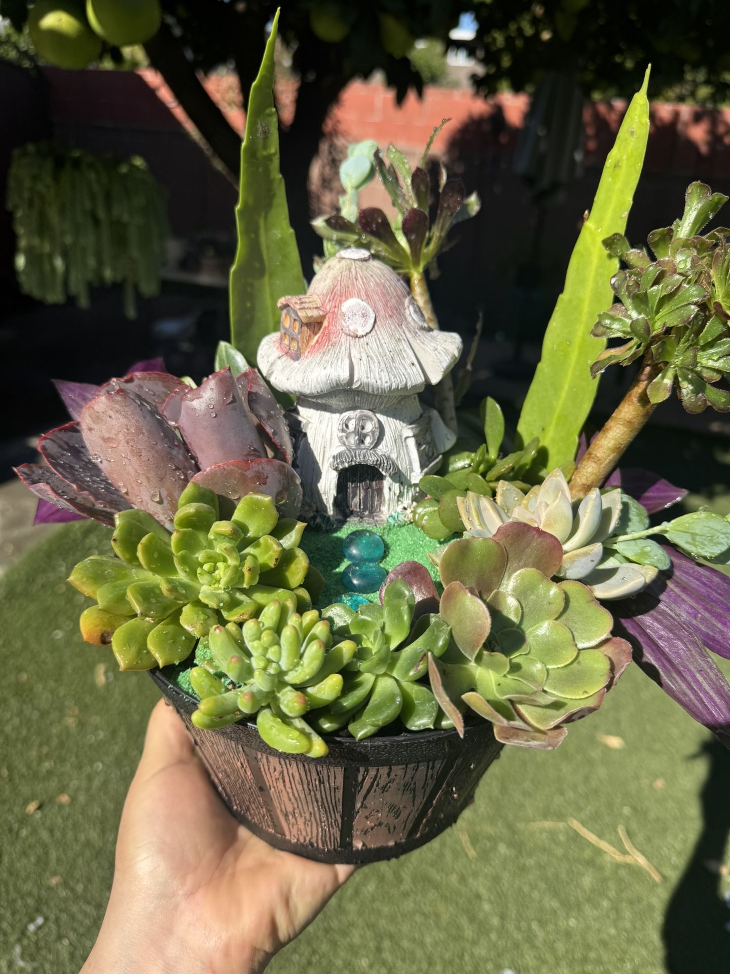 Beautiful Succulent Arrangement 