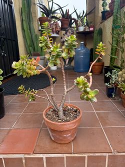 Miniature Jade Plant (Crassula Ovata 'Minima') Bonsai
