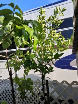 Orange tree
