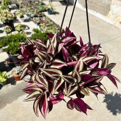 Healthy Purple Wandering Jew 6" Hanging Pot Home Grown 