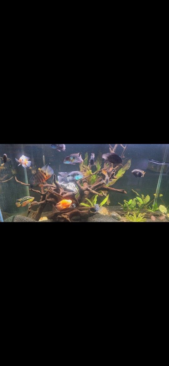 150 Gallon Aquarium With Stand And Filter
