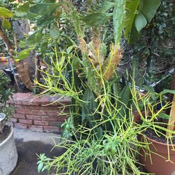 Cactus With Snake Plants Mixed