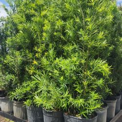 Spectacular Podocarpus Plants For Privacy!!! 6 Feet Tall!! Fertilized 