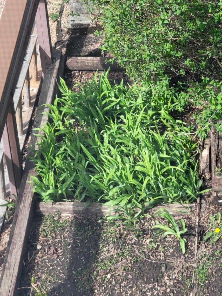 Small Stalks Of Day LILLIES - Perennial Flower - Comes Every Year - Yellow