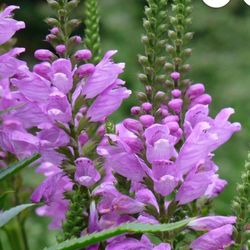 Obedient Plant (Purple)