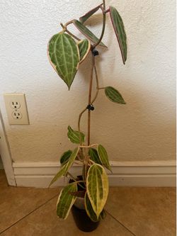 Hoya Macrophylla