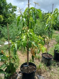 Bombay mango tree grafted 7 gallon 6 ft