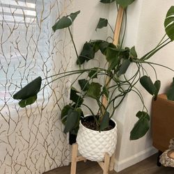 Real Plant