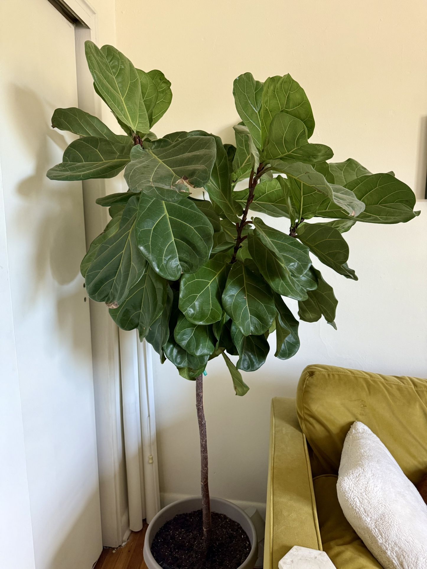 Large Fiddle Leaf Fig - Almost 6 Ft