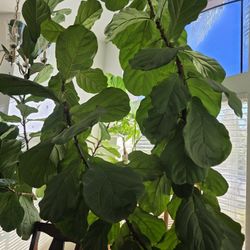 10 Ft FIDDLE LEAF 