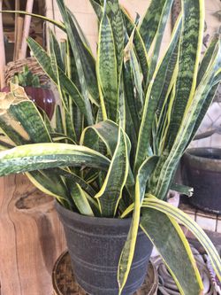 Plants for sale $30 each