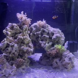 Fish Tank Bio Cube 32 Gallon 