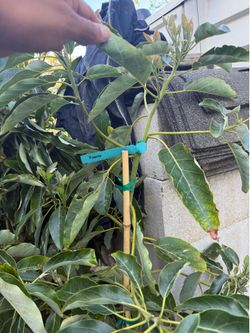 Fuerte Avocado 🥑 Tree