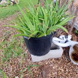 Massive Potted Aloe Plants Your Choice Sold Individually 