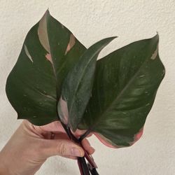 Philodendron Pink Princess Plant Cuttings