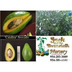 Catalina Avocado Grafted Trees 3gal 
