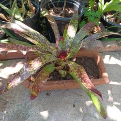 Suculenta  Planta Con Flor