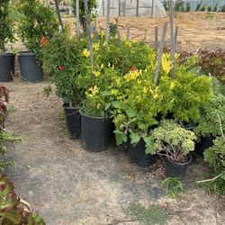 Honey Suckle Plants