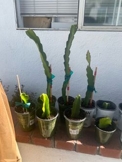 Rooted Dragon Fruit Cuttings