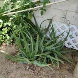 Aloe Vera Plants Different Sizes