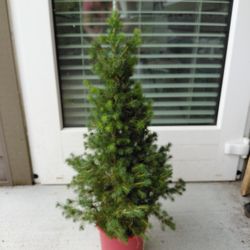 Spruce Pine Tree