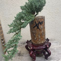 Bonsai Cascade Style Japanese Garden In Juniper $65 Each