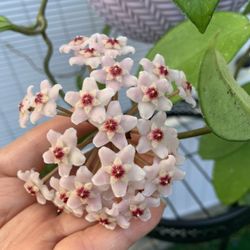 Hoya Carnosa