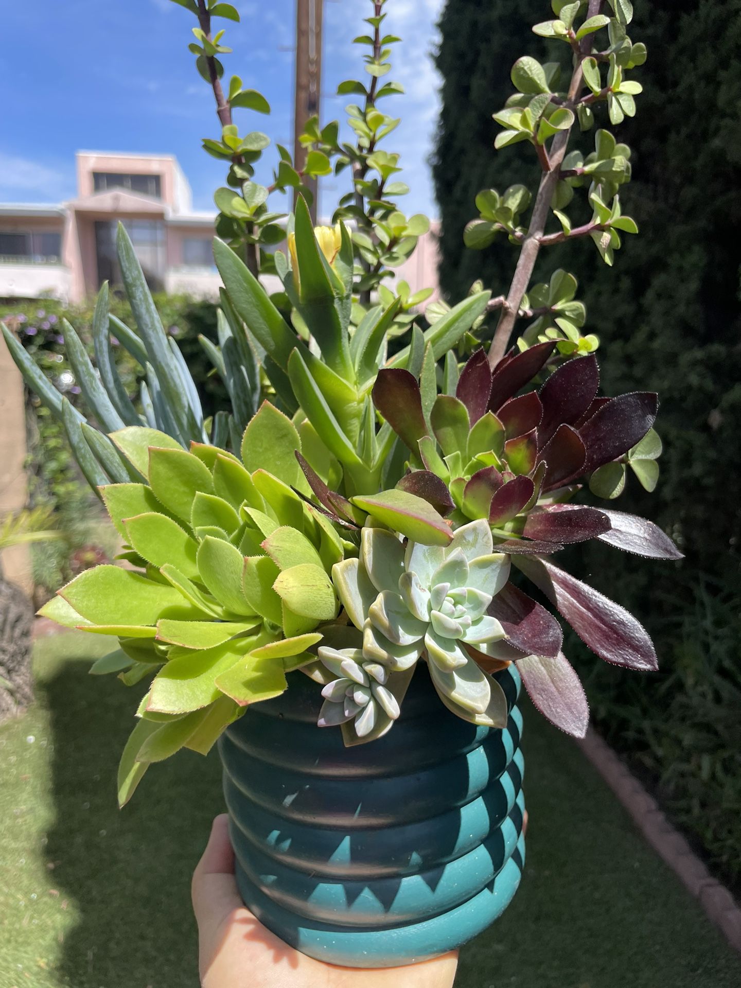 Beautiful Succulent In A Beautiful Pot 