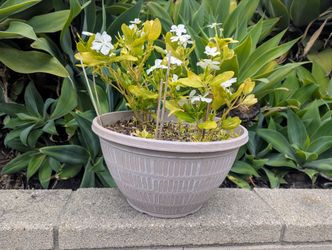 Vinca Flower Pots