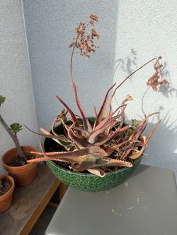 Free plants and bench