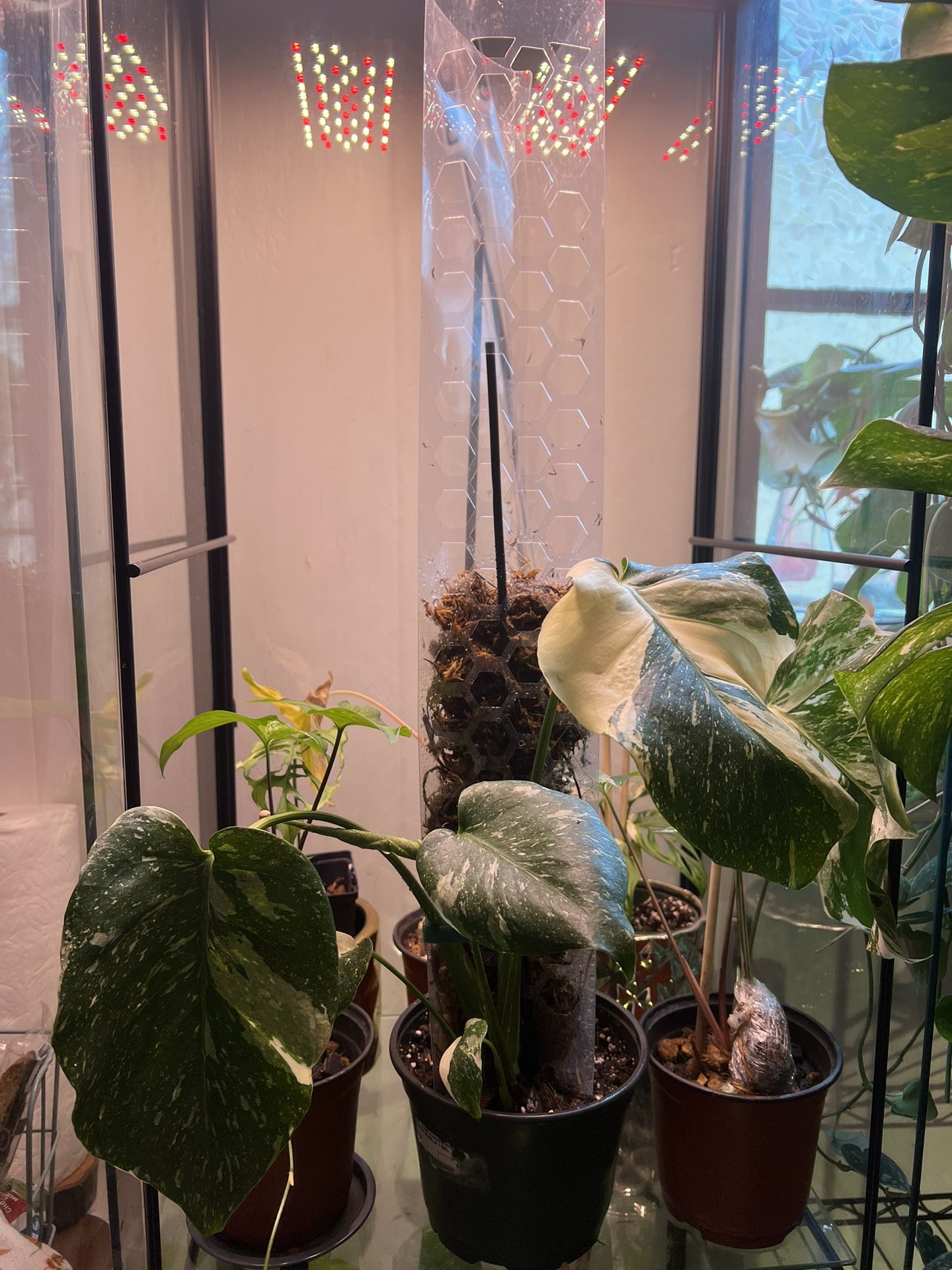 Monstera Thai Constellation 6” pot w/ moss pole