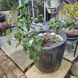 Mature Lime Tree/Chanh Viet Nam in Large Ceramic Pot – Producing Fruit 🍋