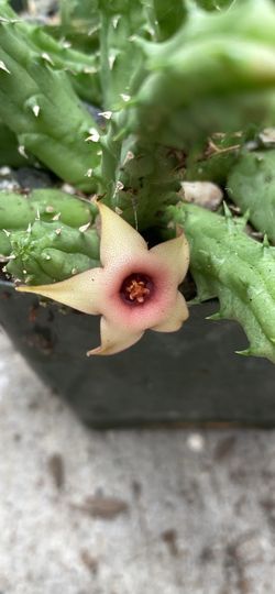 Stapelia