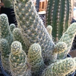 Cactus Plants 🌵.
